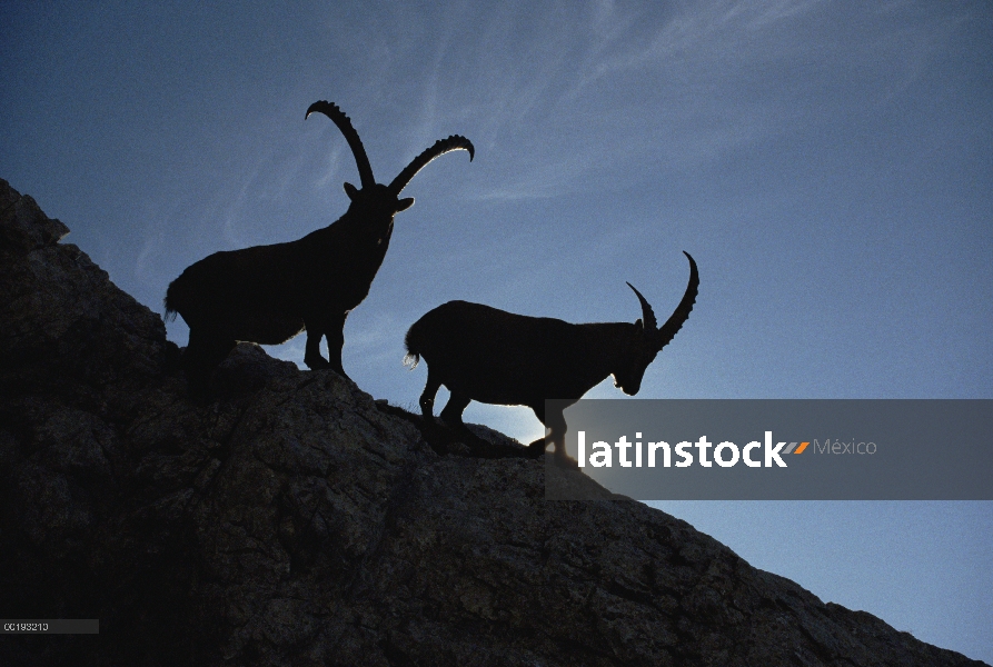 Alpine par Ibex (ibex de Capra) recorta en acantilado, Valle de Aosta, Italia