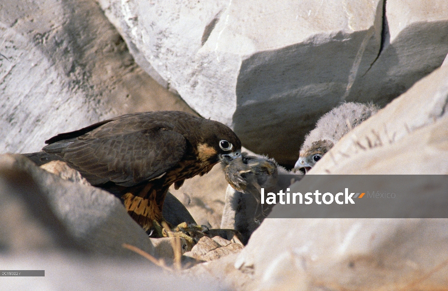 Halcón de Eleonor (Falco eleonorae) en el nido con polluelos, Grecia, Europa