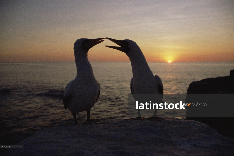 Enmascarado par de piquero (Sula dactylatra) cortejando a la puesta del sol, Islas Galapagos, Ecuado