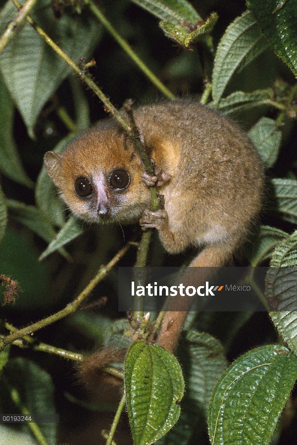 Lémur ratón de Brown (Microcebus rufus), Madagascar