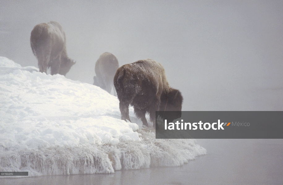 Grupo Bisonte americano (Bison bison) a lo largo de la orilla del río Nevado, Parque Nacional de Yel