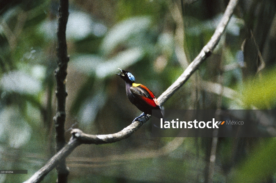 Hombre de ave del paraíso (Cicinnurus respublica) de Wilson, isla de Batanta, Irian Jaya, Indonesia