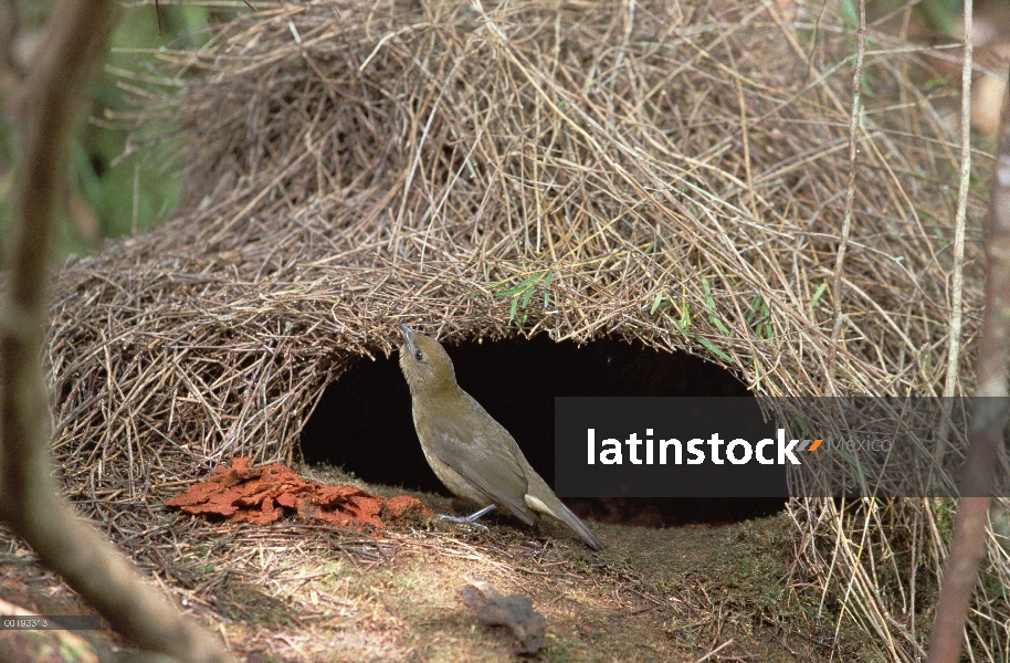 Brown jardinero (Amblyornis inornatus) y su glorieta, montañas de Arfak, Irian Jaya, Nueva Guinea, I