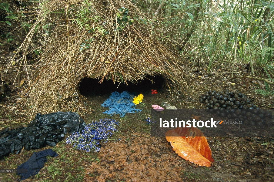 Brown jardinero (Amblyornis inornatus) bower y decoraciones, montañas de Arfak, Irian Jaya, Nueva Gu