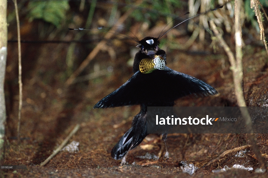 Exhibición de Arfak occidental (Arfak sefilata) macho en el cortejo, montañas de Arfak, Irian Jaya, 