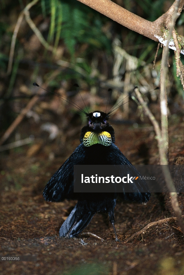 Exhibición de Arfak occidental (Arfak sefilata) macho en el cortejo, montañas de Arfak, Irian Jaya, 