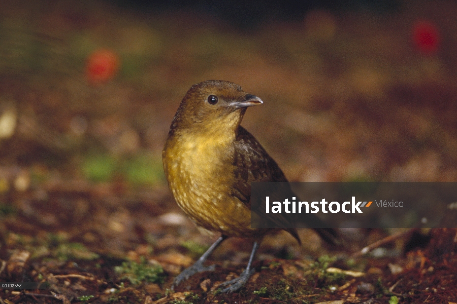 Retrato femenino de Brown jardinero (Amblyornis inornatus), montañas de Arfak, Irian Jaya, Nueva Gui