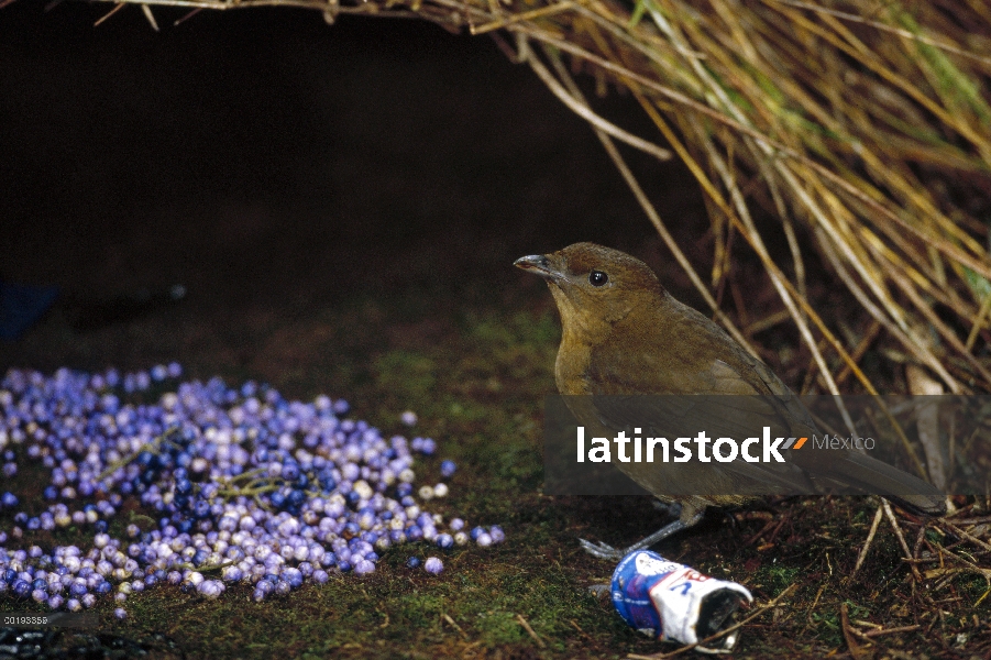 Hombre de Brown jardinero (Amblyornis inornatus) y su glorieta decoración para atraer a un compañero