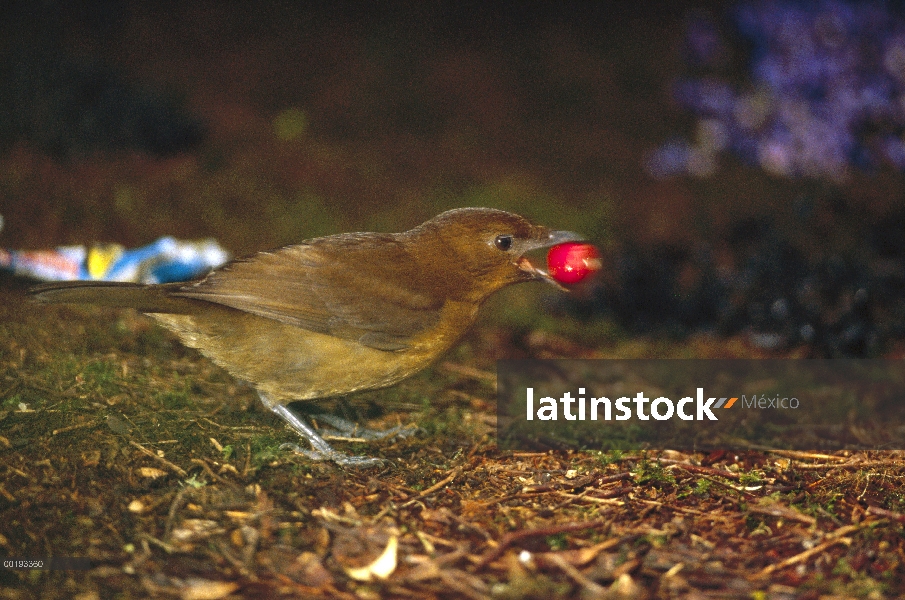 Hombre de Brown jardinero (Amblyornis inornatus) recolectando artículos para su bower, montañas de A