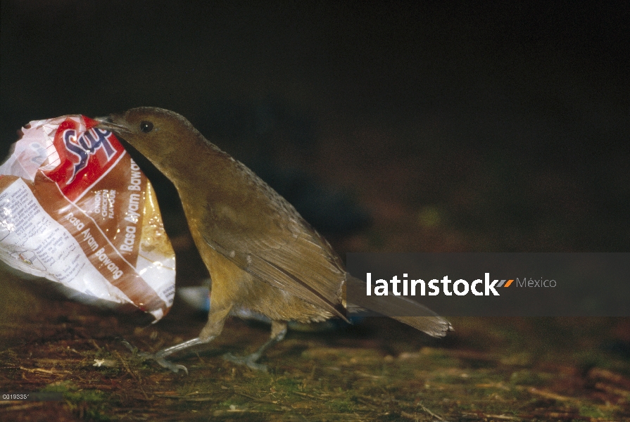 Hombre de Brown jardinero (Amblyornis inornatus) recolectando artículos para su bower, montañas de A