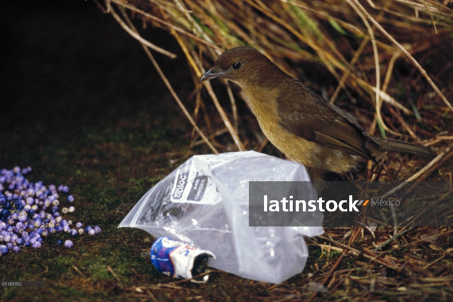 Hombre de Brown jardinero (Amblyornis inornatus) y su glorieta, bolsa ziploc solía proteger estrobos