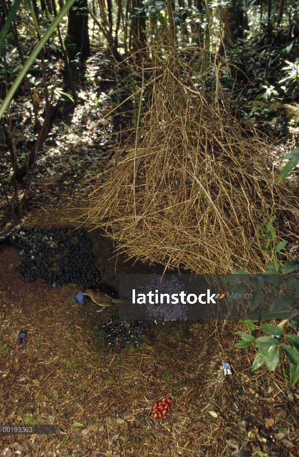 Hombre de Brown jardinero (Amblyornis inornatus) y su glorieta decoración para atraer a un compañero