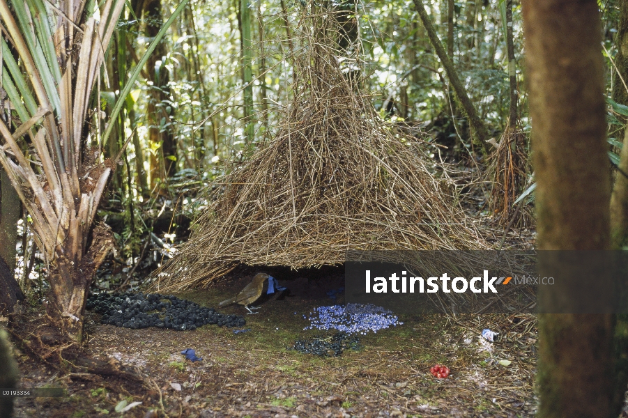 Hombre de Brown jardinero (Amblyornis inornatus) y su glorieta decoración para atraer a un compañero