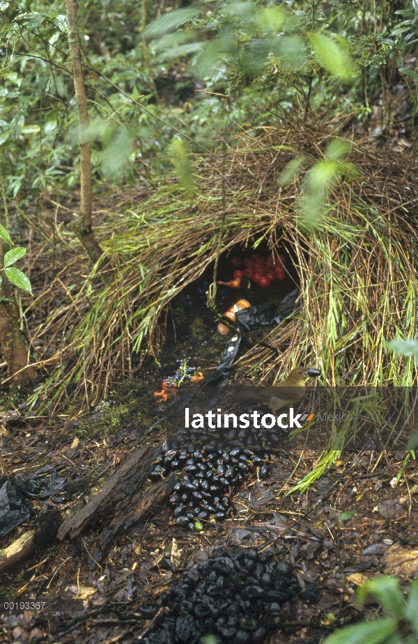 Hombre de Brown jardinero (Amblyornis inornatus) y su glorieta decoración para atraer a un compañero