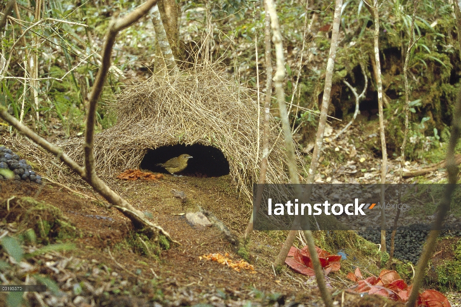 Hombre de Brown jardinero (Amblyornis inornatus) y su glorieta decoración para atraer a un compañero