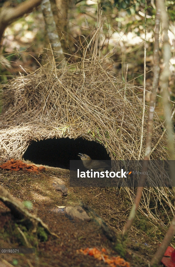 Hombre de Brown jardinero (Amblyornis inornatus) y su glorieta decoración para atraer a un compañero