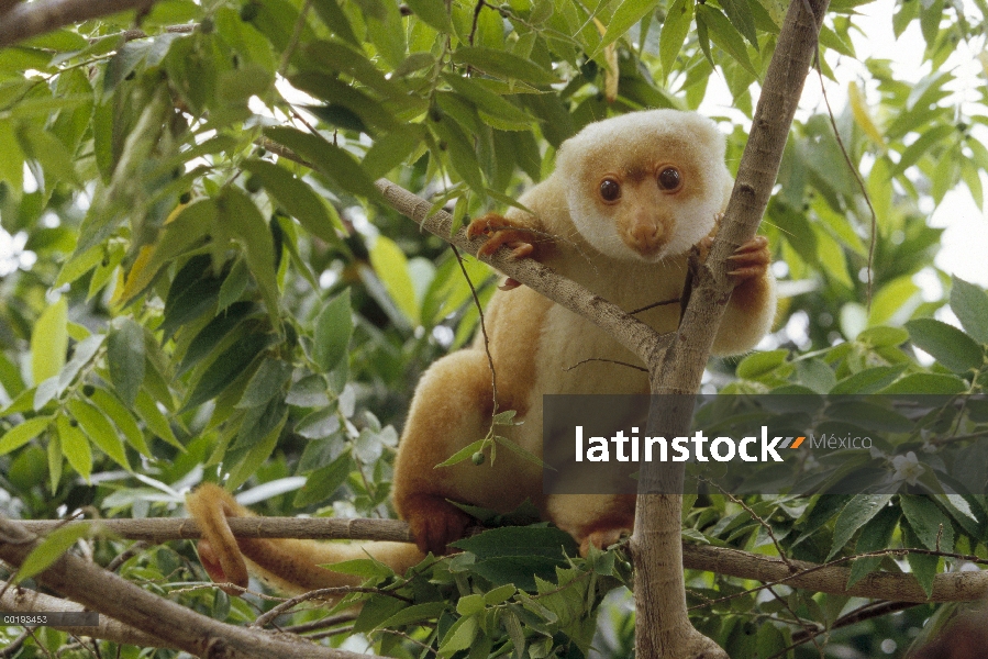 Manchado retrato de cuscús (Phalanger maculatus) en árbol, Irian Jaya, Nueva Guinea, Indonesia