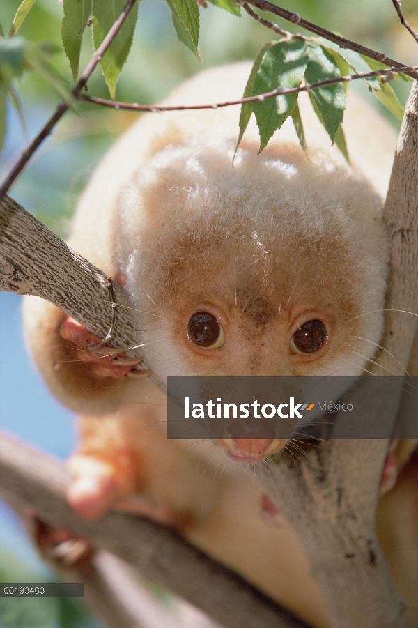 Manchado retrato de cuscús (Phalanger maculatus) en árbol, Irian Jaya, Nueva Guinea, Indonesia