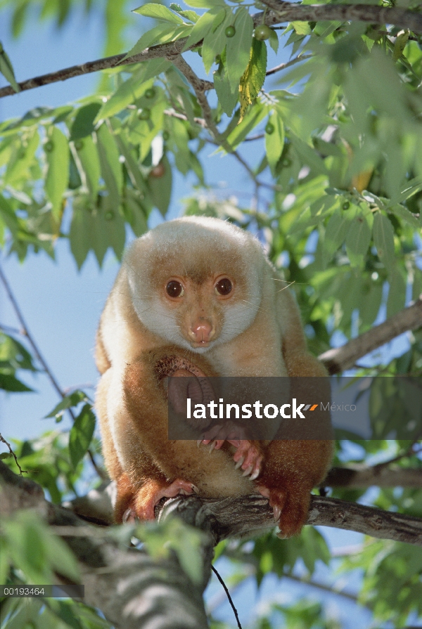 Manchado retrato de cuscús (Phalanger maculatus) en árbol, Irian Jaya, Nueva Guinea, Indonesia