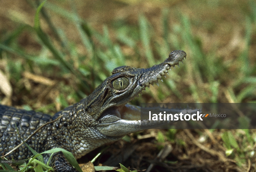 Cocodrilo de Nueva Guinea (Crocodylus novaeguineae) bebé, Nueva Guinea, Indonesia