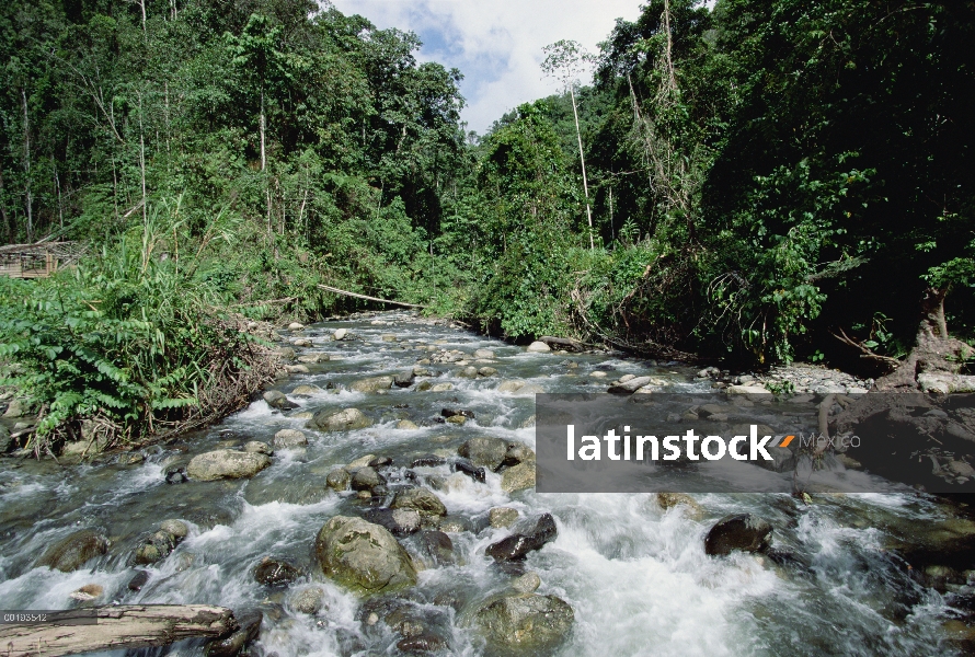 Arroyo de la selva cerca de las montañas de Arfak, Irian Jaya, Nueva Guinea, Indonesia