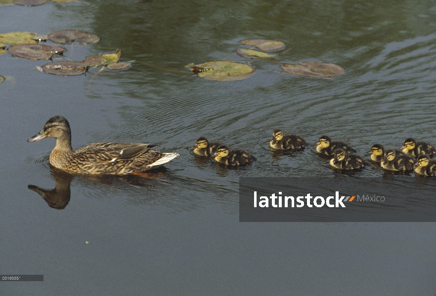 Madre de ánade azulón (Anas platyrhynchos) con patitos después, Alemania