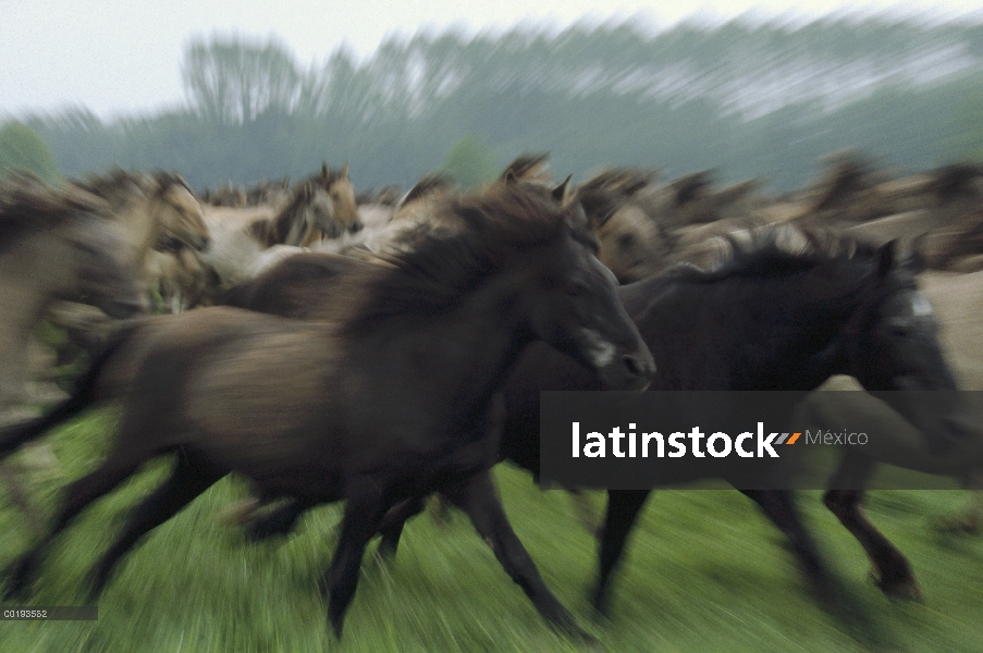 Manada de (Equus caballus) de caballo salvaje de adultos y potrillos corriendo, Dulmen, Alemania