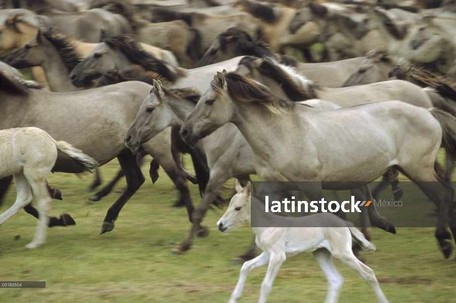 Manada de (Equus caballus) de caballo salvaje de adultos y potrillos corriendo, Dulmen, Alemania