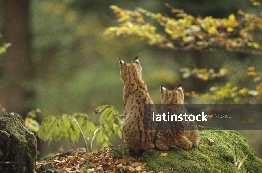 Par de lince eurasiático (lince del lince) sentados juntos en el bosque, nuevo punto de vista, el Pa