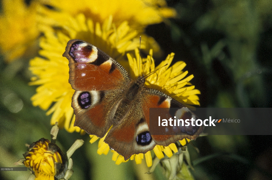 Mariposa pavo real (Inachis io) en León, Baviera, Alemania