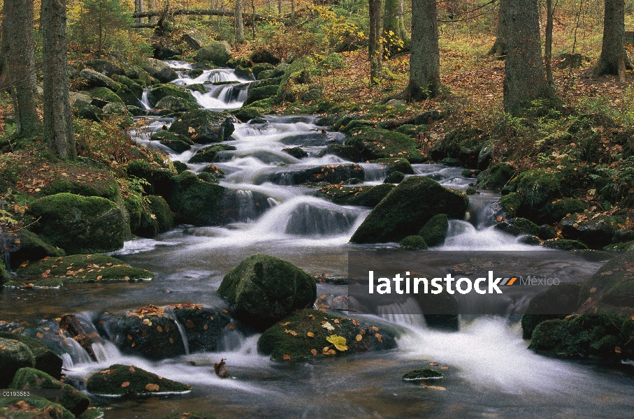 Creek en cascada a través de otoño color bosque caducifolio, el Parque Nacional Bayerischer Wald, Al