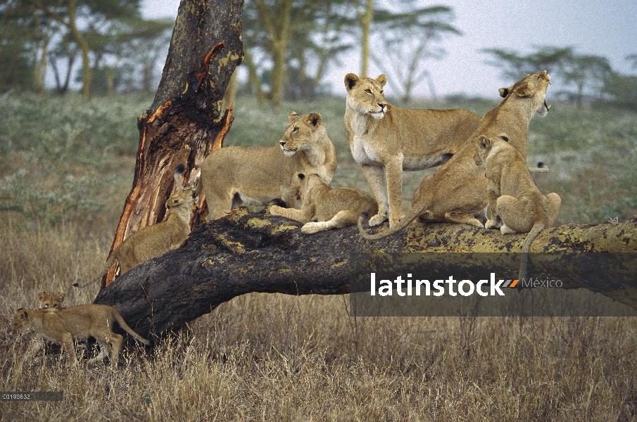 Familia León africano (Panthera leo) de hembras y cachorros en árbol caído, Serengeti, Tanzania