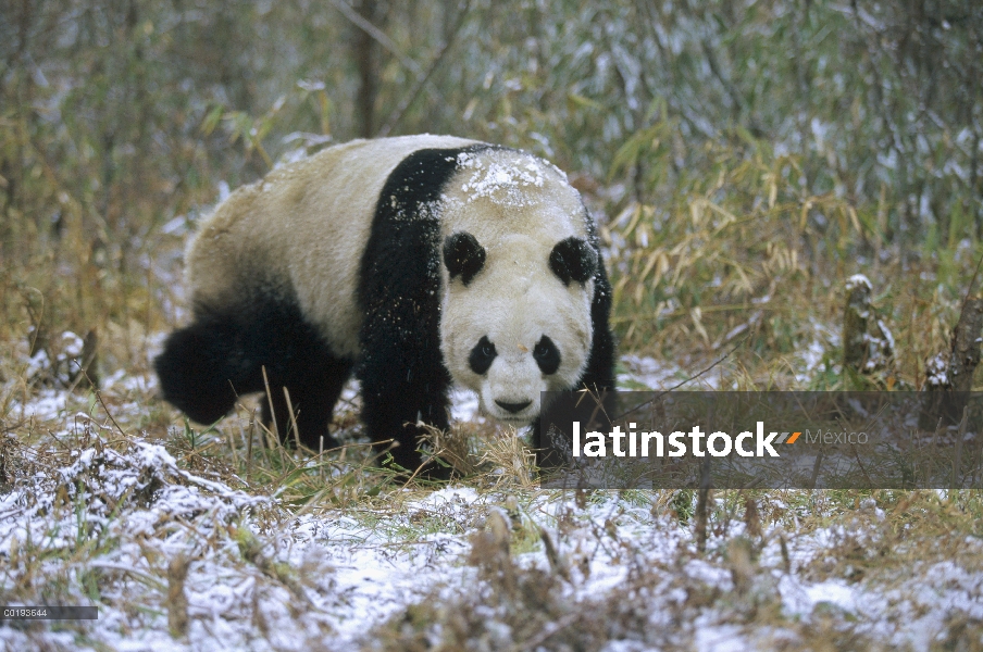 Panda gigante (Ailuropoda melanoleuca), Valle Wolong, Himalaya, China