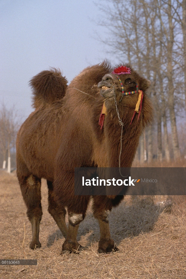 Camello bactriano (Camelus bactrianus), China