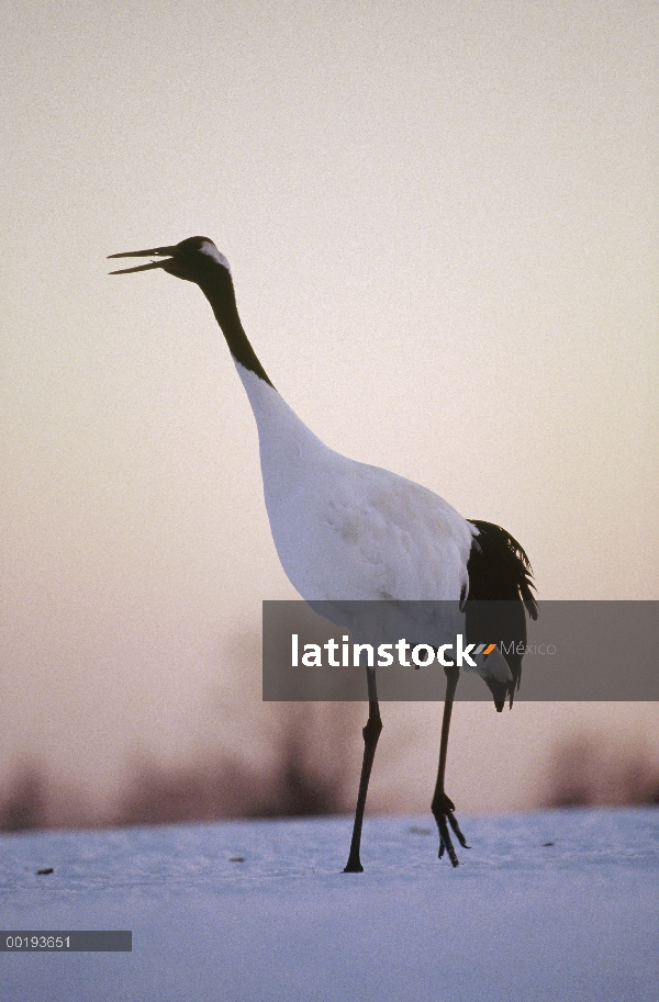 Grúas de corona roja (Grus japonensis) llamando al cortejo, Hokkaido, Japón