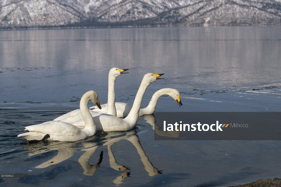 Grupo de whooper Swan (Cygnus cygnus) en el lago helado en el sitio de invernada, Kussharo-ko, Hokka