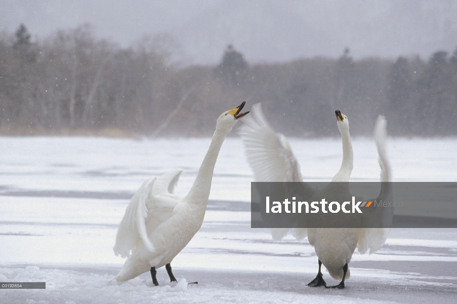 Pareja de cisne (Cygnus cygnus) cantor argumentando en el sitio de invernada, Kussharo-ko, Hokkaido,