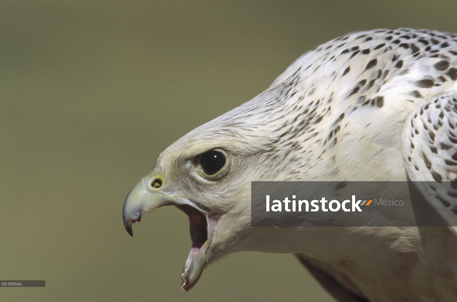 Hembra adulta de halcón gerifalte (Falco rusticolus) llamar, América del norte