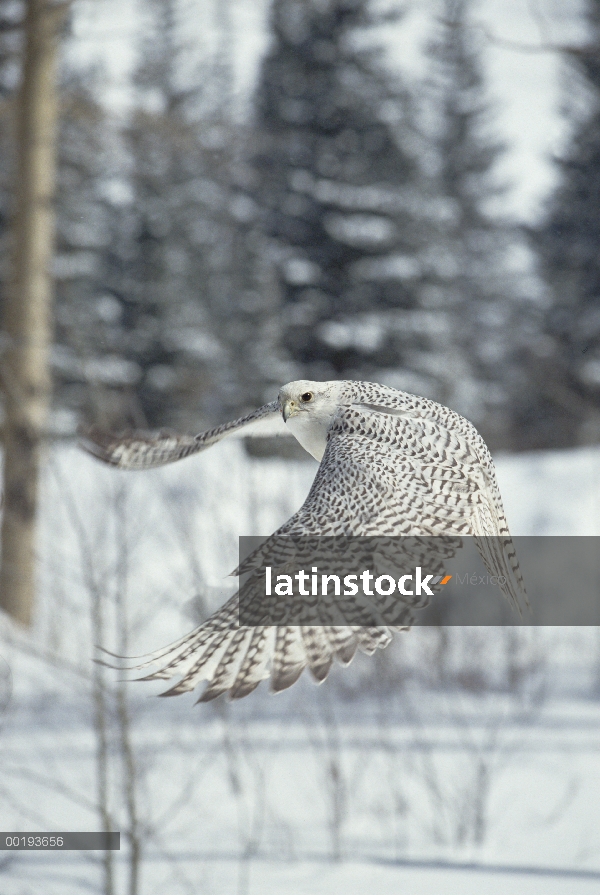 Hembra adulta de halcón gerifalte (Falco rusticolus) en fase blanca volando, América del norte