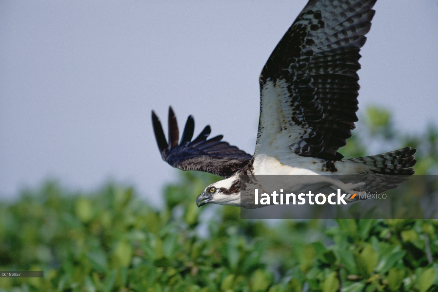 Adulto de águila pescadora (Pandion haliaetus) volando, América del norte