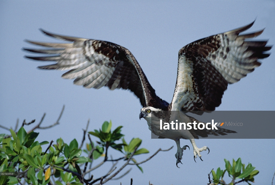 Adulto de águila pescadora (Pandion haliaetus) volando, América del norte