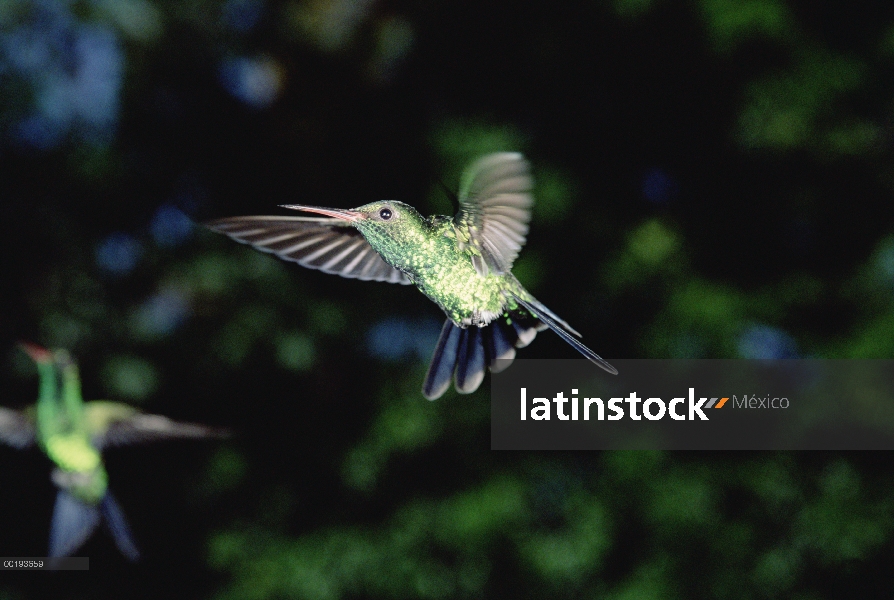 Colibrí de cola azul (Amazilia cyanura) rondando, Honduras