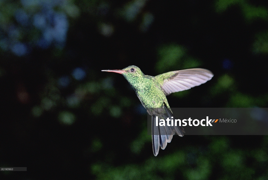 Colibrí de cola azul (Amazilia cyanura) rondando, Honduras