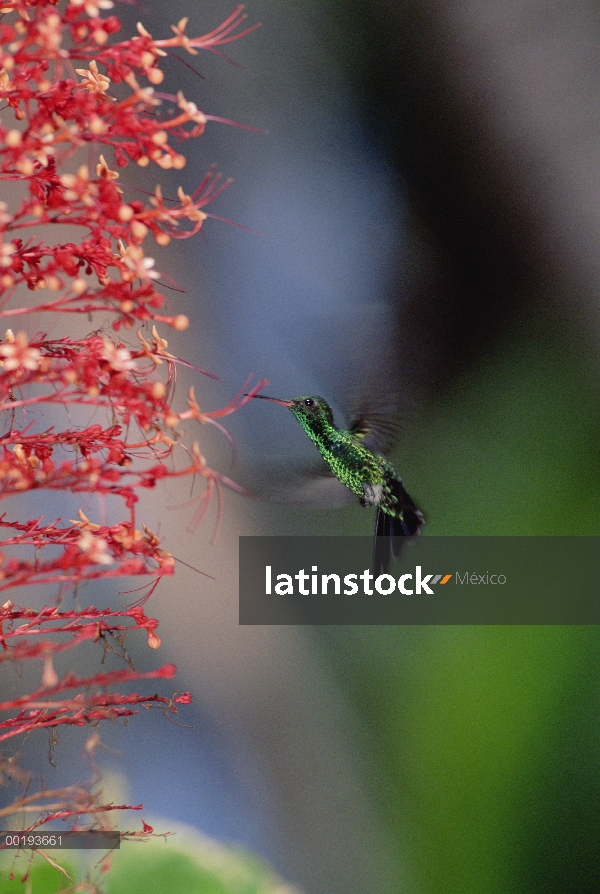 Colibrí de cola azul (Amazilia cyanura) rondando cerca de flores rojas, Honduras