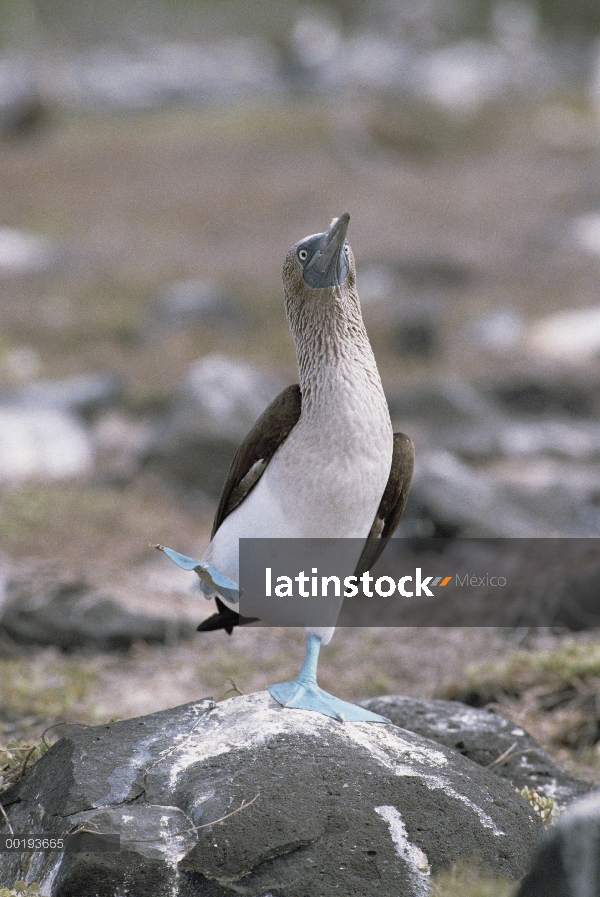 Piquero de patas azules (Sula nebouxii) en cortejo danza, Islas Galápagos, Ecuador