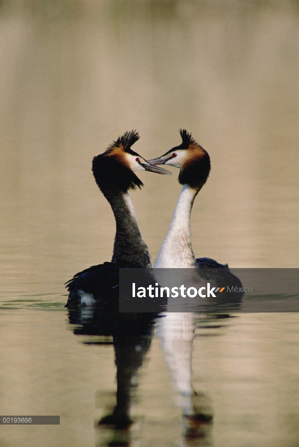 Gran pareja de lavanco (Podiceps cristatus), la conquista de Europa