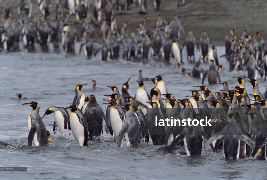 Colonia de pingüino rey (Aptenodytes patagonicus) entrar en el agua, isla de Georgia del sur