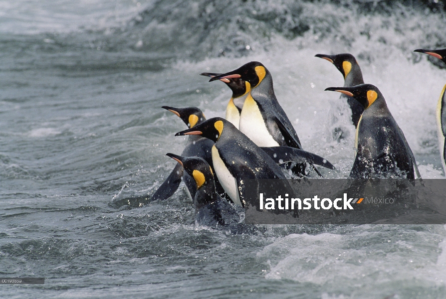 Grupo del pingüino rey (Aptenodytes patagonicus) entrar en el agua, isla de Georgia del sur