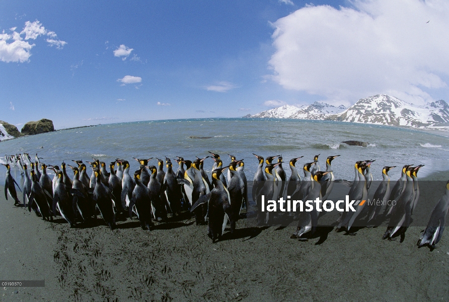 Colonia de pingüino rey (Aptenodytes patagonicus) a lo largo de la costa, Isla Georgia del sur