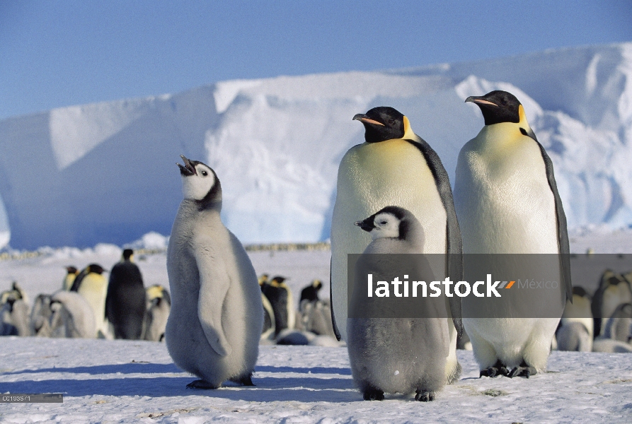 Los padres pingüino emperador (Aptenodytes forsteri) y chica con Colonia en el fondo, Antártida